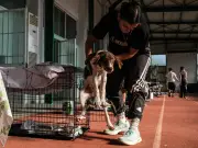 Olympic Stadium Shelters Dogs Rescued from Greece Wildfires