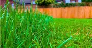 One August Gardening Task That Will Make Your Lawn Greener