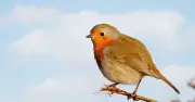 One Bird Feeder Change to Attract Robins in August