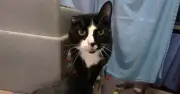 One-Eared Cat Paddy Seeks Loving Home After Battersea Care