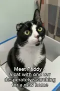 One-eared cat Paddy waits for a home after surgery
