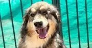 One-eyed dog rejected for being 'too ugly' after adoption falls through