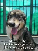 One-eyed dog 'too ugly' for new owner who pulled out