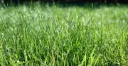 One key task now will protect lawns from autumn waterlogging