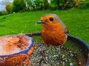 One simple task before August ends to attract robins daily