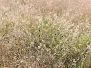 Only Sharp-Eyed Can Spot Hidden Cougar in 10 Seconds