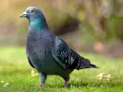 Outrage as 655 pigeons shot at London Tube stations