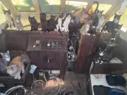 Over 40 cats found on abandoned boat, some refuse to leave