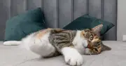 Owner of 'world's oldest cat', 31, says mineral water is the secret