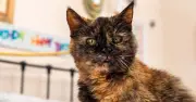 Owner of world's oldest cat aged 31 credits mineral water
