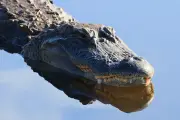 Paddleboarder saves woman from Florida alligator attack