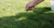 Patchy Lawns Turn Thick and Green Fast With 1 August Task