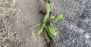 Patio weeds killed with 90p lemon juice, not vinegar or salt