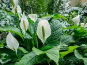 Peace lilies will flower again fast with 2 simple tasks experts swear by