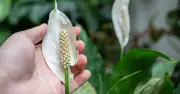 Peace Lily Blooms Non-Stop for 3 Years With 10-Minute Watering Trick