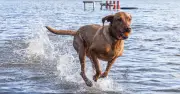 Peers demand ban on over-the-counter flea treatments