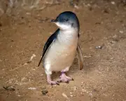 Penguin on Phillip Island Dies of H5 Bird Flu