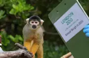 Penguins and capybaras among 10,000 animals in London Zoo weigh-in