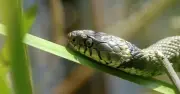 Pensioner finds three-foot snake in his toilet in Bracknell