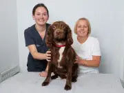 Pet dog bitten by adder in County Durham prompts vet warning