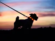 Pet owners spend £3bn on LED toys and GPS collars