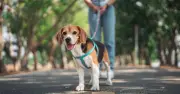 Pet owners urged not to walk dogs during 4 hour period on Thursday