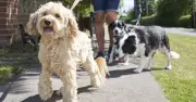 Pet owners urged not to walk dogs during 4 hour period on Tuesday
