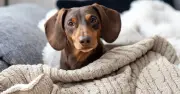 PETA claims 67 dog breeds could be banned in UK under new laws