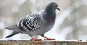 Pigeons flee gardens if one item is left outside, experts say