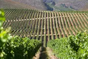 Pinot Noir: The Heartbreak Grape and Why It Must Be Opened