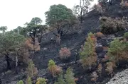 Plans finalised for staged re-opening of wildfire cordons in Glenmore