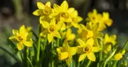 Plant daffodils in pots now for spring colour, says Monty Don