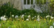 Plant drought-tolerant daisies to beat beige gardens, Joe Swift says