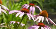 Plant Echinacea in August for Autumn Colour and Bees