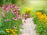 Plant Echinacea Now for Stunning Autumn Garden Colour