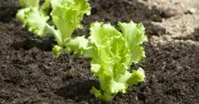 Plant These 3 Crops in August for a Perfect Winter Salad