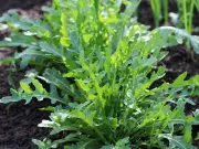 Plant These 3 Crops in August for Winter Salad