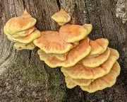 Plump fungus thrives while countryside withers in drought