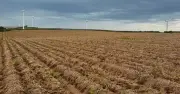 Potato shortage warning as record heatwave kills half of crops - 'they just die'