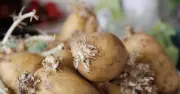 Potatoes won't sprout for months if stored with one common fruit