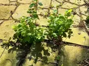Pour boiling water on patio weeds to kill them naturally