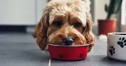Premium dog food recalled over potential link to dry eye condition
