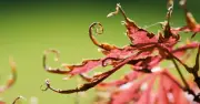 Protect Japanese maples from heat with frost fleece, says gardener