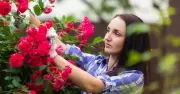 Prune 8 plants in August to encourage next year's blooms