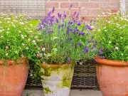Prune Lavender in August for Fuller Blooms Next Year
