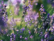 Prune lavender now or risk woody, leggy plants, Monty Don warns