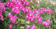 Prune Rambling Roses in August for Bigger Blooms Next Year