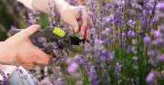 Prune These 2 Plants Now Before September, Says Monty Don