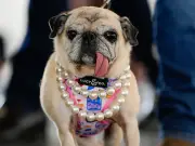 Pug Jinny Lu Wins World's Ugliest Dog 2026