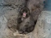 Punch the Monkey's Emotional Update and New Role Melts Hearts